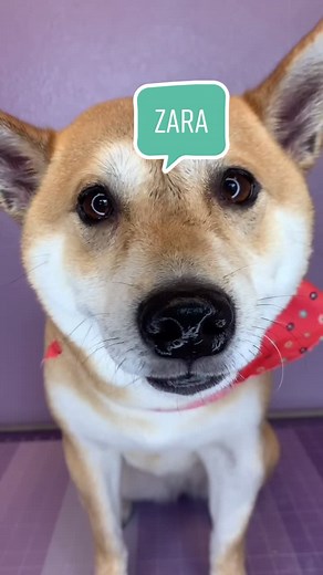 Shiba Inu Ear Cleaning - Dog Grooming Tips and Tricks