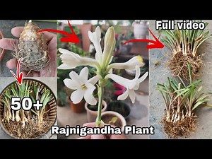 Easiest way to grow Rajnigandha Plant || 50+ rajnigandha plant || The One Page