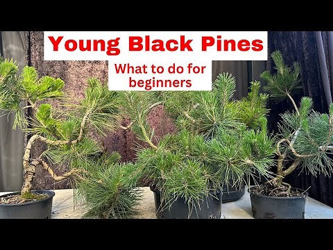 Beginner's Guide to Bonsai: Growing Young Japanese Black Pine (Tips & Info!)
