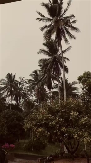 India Song on TikTok