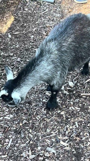 Pygmy goats have a friendly temperament.