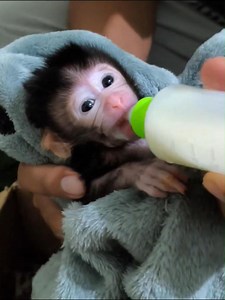 Poor tiny newborn monkey already drinking from bottle | Best Videos