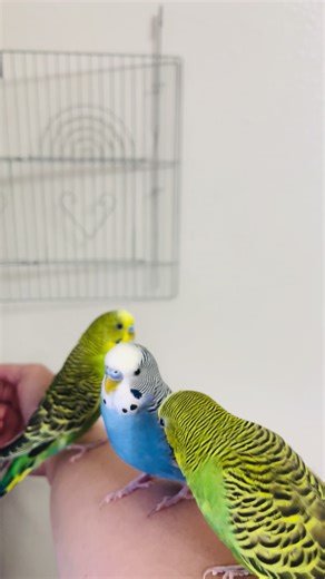 Kiwi the Parakeet: Playful Bird Moments