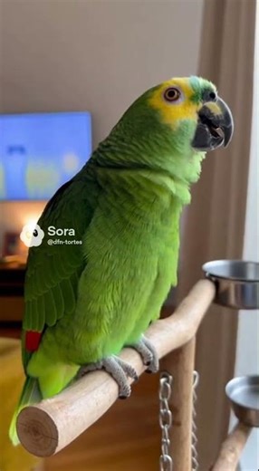 Singing parrot #music #voice #hahahahaha #viralvideo #singer #pablo
