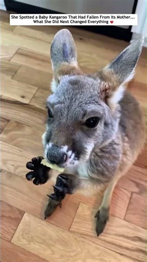 They Adopted a Baby Kangaroo That Had Fallen Out of Its Mother's Pouch, Then...