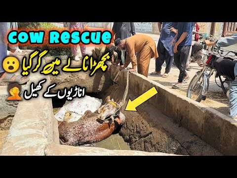 Khatarnak Unloading 😳😱 Allah Khair Kary 🙏 | Cow Rescue | Karachi Mandi Updates 2026 #cowrescue