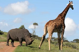Giraffe Puts a Stop to a Young Rhino’s Antics With One Powerful Kick