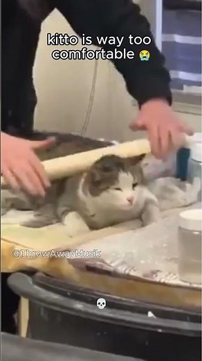 kitten is enjoying life 100 #shortsyoutube