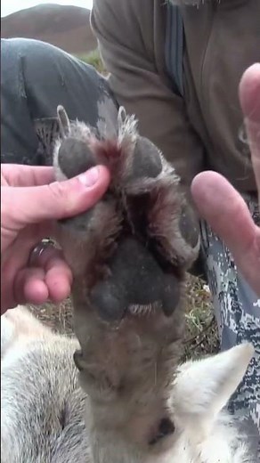 Alaskan Wolf Opportunity!!! #hunting #alaskahunting #wolfhunting #wolf #alaskanadventure