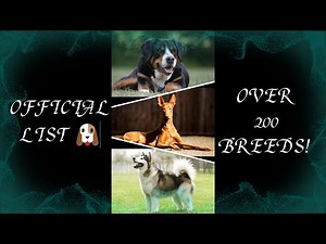 The AKC Complete List of Official Dog Breeds and Species