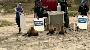 SeaWorld TV Spot, 'This Is Our World'