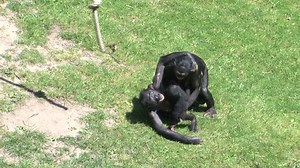 Bonobo Monkeys Mating Sex On Grass Stock Footage Video (100% Royalty-free) 13197506 | Shutterstock