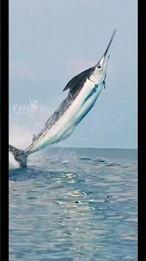 Marlins and Swordfish what is the difference ?🧐🤩❤️