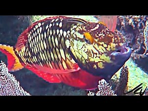 beautiful tropical fish on the reef