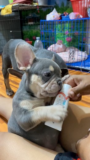 186K views · 3.1K reactions | Oh my baby Luffy | Nurf | Facebook