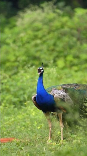 Most Beautiful Peacock Natural Sound Effects, A Peafowl in jungle 4k #shorts