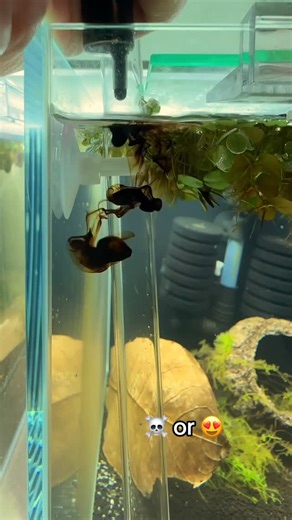 JavaShrimp 🦐🌱 on Instagram: "L’humin sert à reproduire une eau naturelle riche en tanins, comme dans les biotopes asiatiques ou amazoniens. Les bienfaits sont les suivants : - Améliore la santé et réduit le stress - Protège les crevettes (surtout les juvéniles contre les bactéries pathogènes) - Stabilise les paramètres d’eau - Effet antibactérien naturel - Augmente la disponibilité des nutriments En conclusion, l’humin, c’est comme un bouclier naturel + antistress + stabilisateur de votre aqua