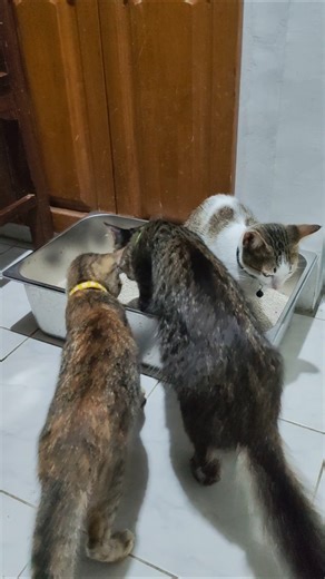 Clean box, fresh sand, & very enthusiastic testers 😹 #cat #catlife #littersand #litterbox #bentonite