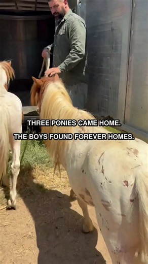 3 abandoned ponies. 6 months alone in the woods. And a pregnant 31” mare who arrived with no history