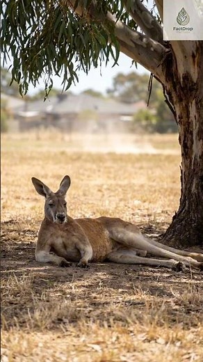 How Kangaroos Survive Harsh Environments
