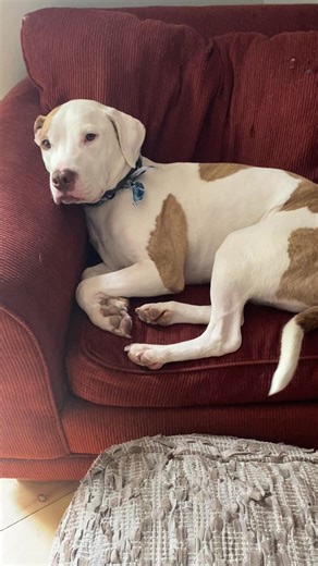 Adopted! Izzy is still available for adoption! She’s the most perfect girl! She’s here in VT and available for meet and greets! 4 years old, 55lbs, good with other dogs and cats! | For the Love of Dogs Vermont