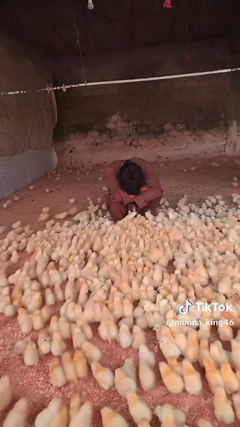 Exploring Poultry Farms in Karachi and Beyond