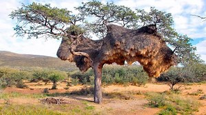 2.1K views · 62 reactions | 15 Most Amazing Homes Built By Animal Architects | Daron Morgan ㆈ ・ ピ | Facebook