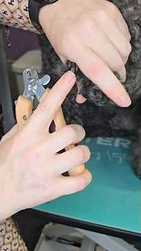 How to trim your dogs black nails at home with out cutting too far🖤🐾🐶