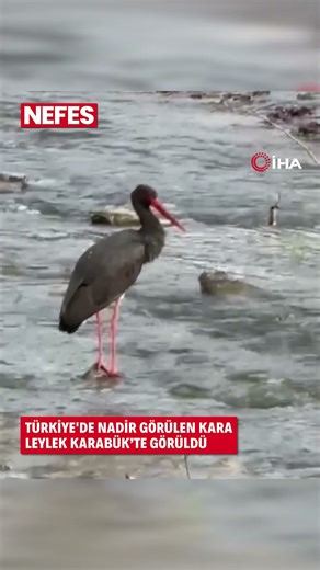 Türkiye'de nadir görülen kara leylek Karabük’te görüldü
