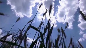 Food inflation: Tight grain and oilseed supplies to keep prices elevated in 2023