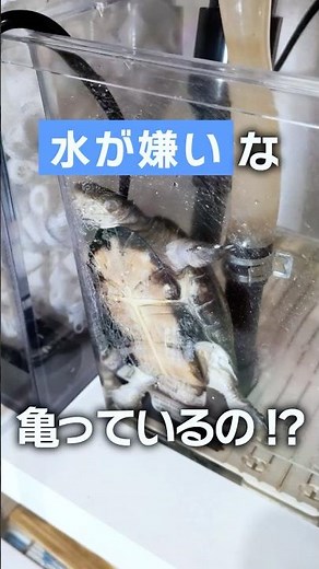 [Plastic container] A water turtle that doesn't like water?! This is how we keep them at home [Si...