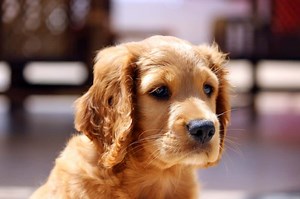 Golden Cocker Retriever: Is the “Forever Puppy” Actually Real? - K9 Web