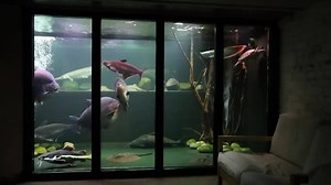 4.5K views · 57 reactions | Jack Heathcote huge aquarium! | Amazon River Monsters | Facebook