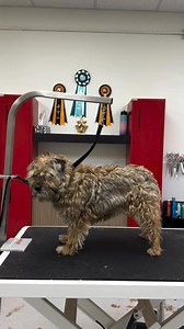 Flora the Border Terrier got her handstripping session ✨ Keeping her coat in top condition the proper way for her breed. Always love working on these wiry coats! 🧡🐶 #terrier #borderterrier #borderterrierlove #handstripping #handstrip #doggroomers #doggrooming #mtl #mtlgroomer #dogs #dogsofinstagram | Border Terrier Lovers