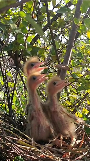 Adorable Yellow Bittern Babies #BirdLove #BabyBitterns #NaturesGems #YellowBittern #FYP