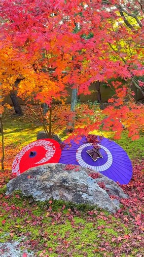 Shogoの休日｜独り歩きの記録 on Instagram: "🇯🇵Shōrin-ji Temple Kyoto When you think of autumn in Kyoto, Japanese umbrellas and autumn leaves 🍁 京都の秋といえば、和傘と紅葉🍁 勝林寺にて #京都 #勝林寺 #Kyoto #JapanTravel #amine"