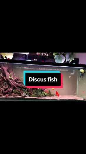 Manfaat Memelihara Ikan Discus bagi Kesehatan