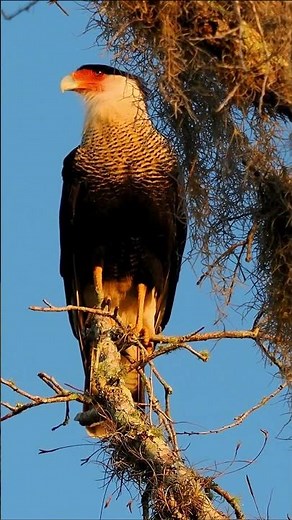 Crested Caracara