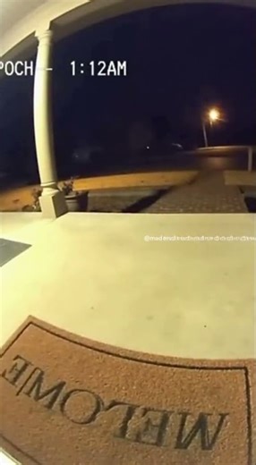 Hawk Drops In on Porch Cat — Security Cam Footage 😳