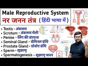 Male Reproductive System | नर जनन तंत्र | Reproductive System | Anatomy and Physiology | Testicle