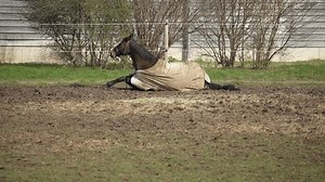 Brown Horse Lies On Ground Gets Stock Footage Video (100% Royalty-free) 1102358685 | Shutterstock