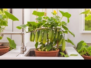 Cucumber Grow in Containers: Proven Technique for High Yield