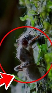 🧟‍♂️ The REAL Zombie Ant Fungus: Nature’s Creepiest Mind Control!