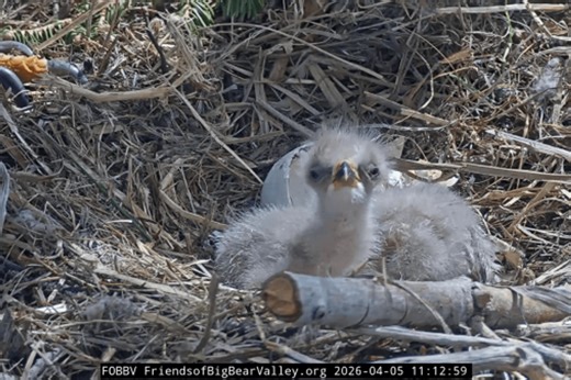 Two Bald Eagle Chicks Hatch in California, Live on Camera — but a Nearby Development Could Drive Them Away