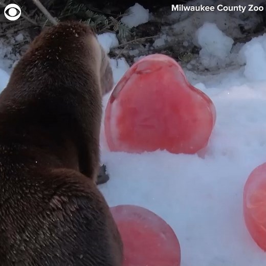 OTTER-LY LOVELY ♥ Some North American river otters were seen playing around with frozen "hearts" at the Milwaukee County Zoo. The zoo said the hearts were filled with fish and turned red with animal-safe food coloring. The zoo also added that the otters are intelligent, and they know to push the ice into the water so it thaws faster, and they can get the fish inside sooner. | WBZ / CBS News Boston