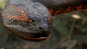 Lionsgate Picks Up Giant Snake Horror Movie ‘Titan’ from Director Mike P. Nelson