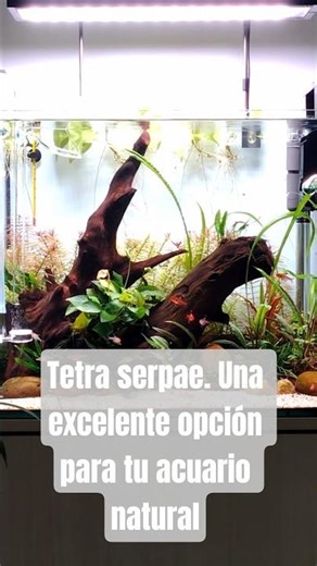 Tetra Serpae | Pez ideal para acuarios naturales
