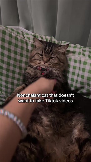 Nonchalant Cat Doesn’t Want to Take TikTok Videos