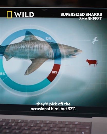 There's something different about the tiger sharks in Norfolk Island... they're huge! A team of scientists set out to the South Pacific to find out why the tiger sharks here are so large - just what are these sharks eating? Tune in to Sharkfest tonight. Weeknights from 8pm, July 15th - 26th on National Geographic WILD UK. | National Geographic UK