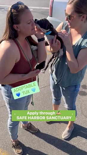 ADOPTABLE 🐾💙 3 month old TUX! Available in Maine through Safe Harbor Sanctuary 🩷!! | Southern Pup